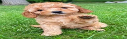 Cavapoo dogs for sale: Bonnie - Ad 9