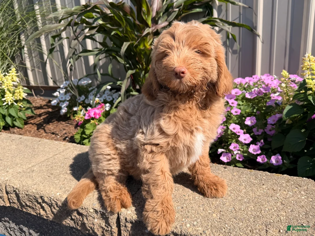 Goldendoodle dogs for sale: Mike - Ad 6