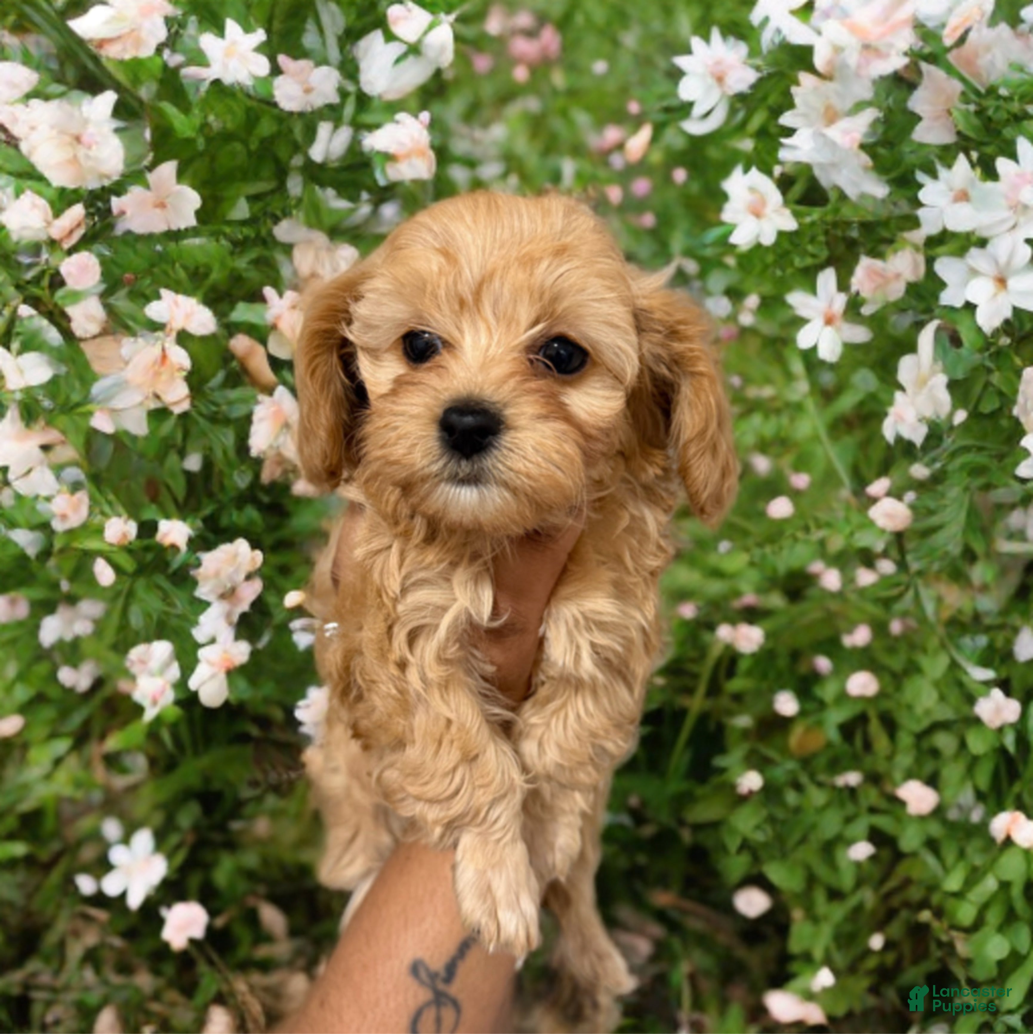 Shihpoo dogs Princess Rose - Ad 31