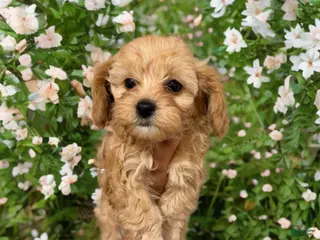 Shihpoo dogs Princess Rose - Ad 28
