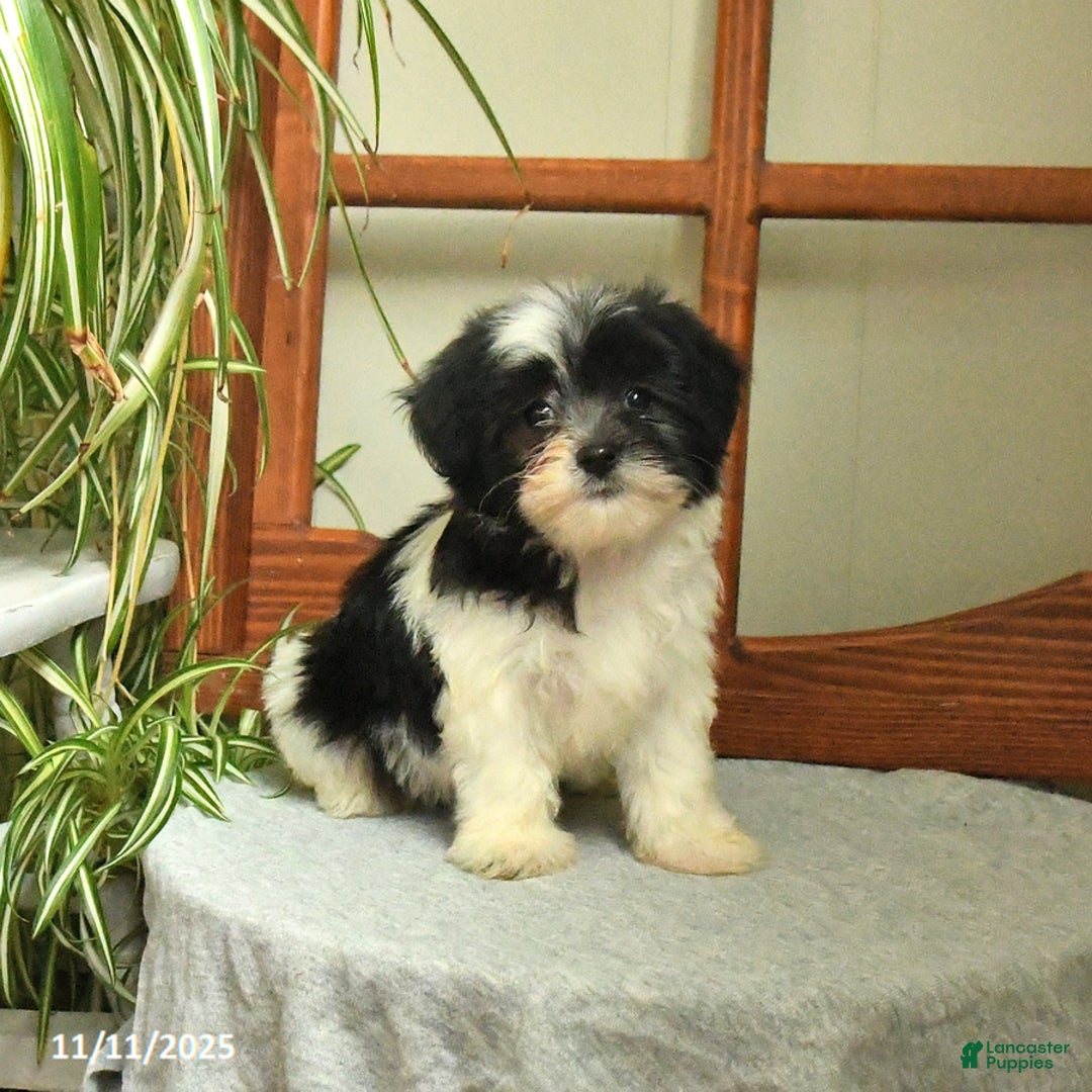 Mixed Breed dogs for sale: Sadie - Ad 2