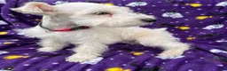 Miniature Schnauzer dogs for sale: AKC Chewie - Ad 11
