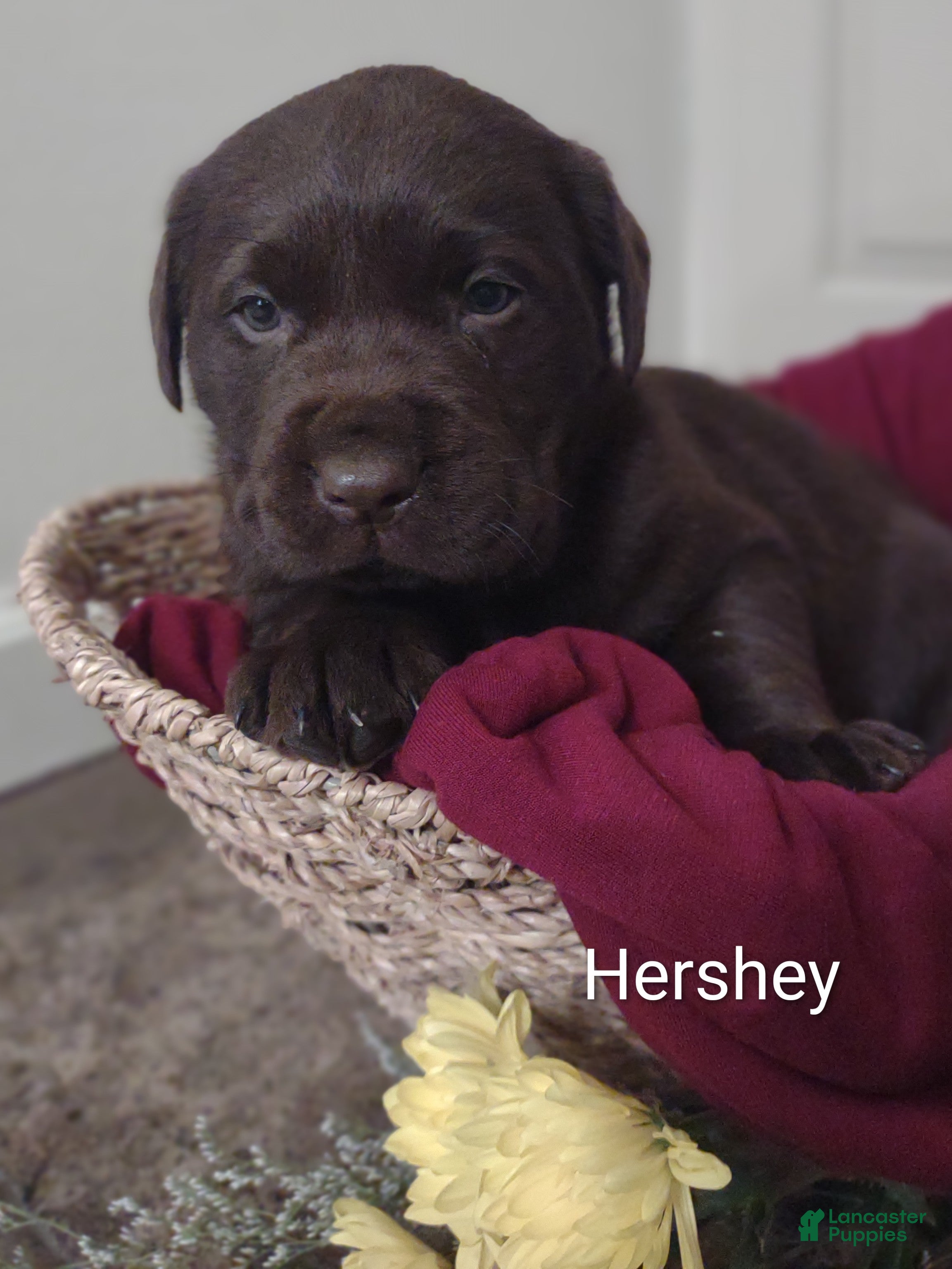 Labrador Retriever dogs for sale: Hershey  - Ad 1