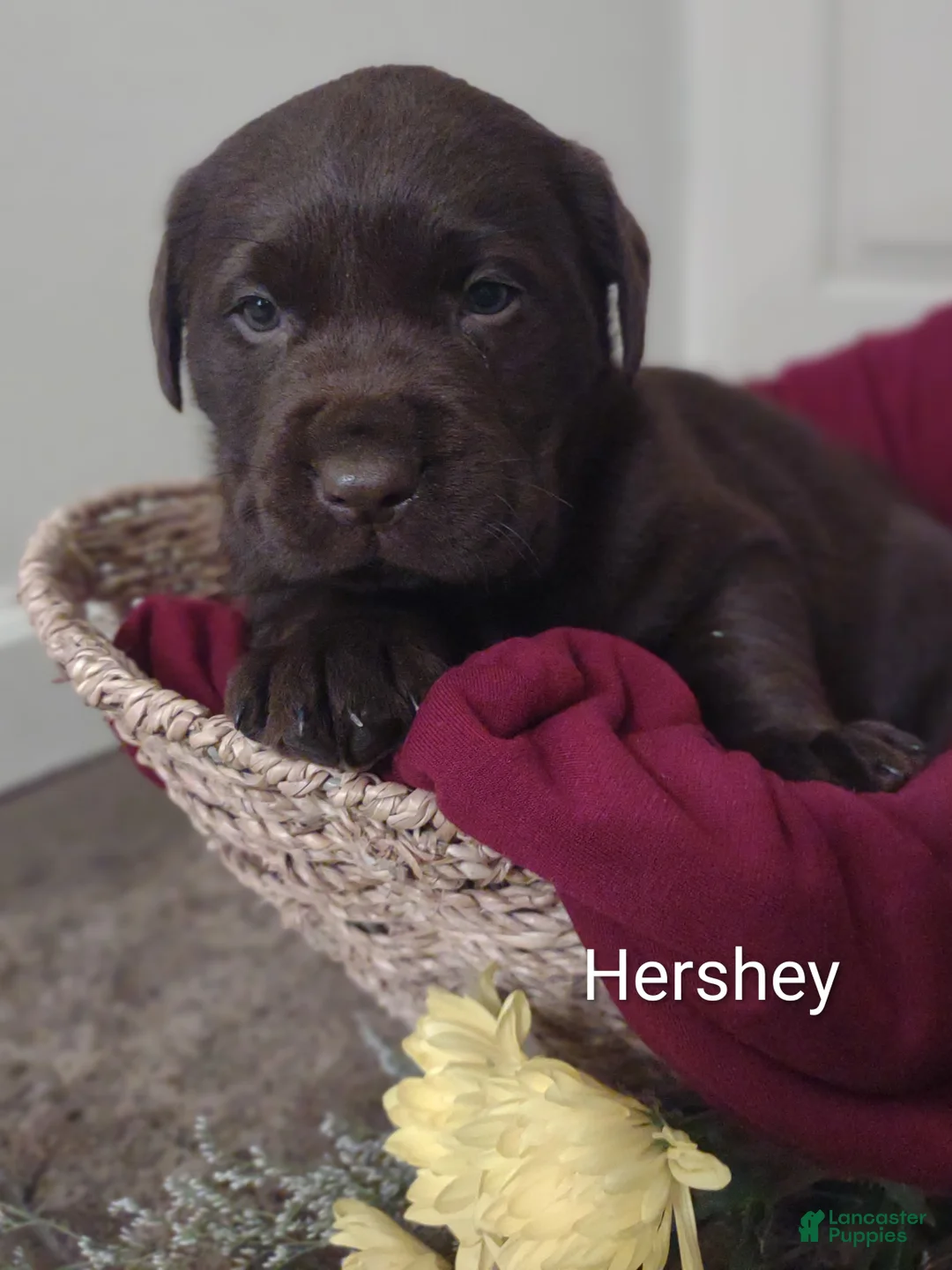 Labrador Retriever dogs for sale: Hershey  - Ad 1