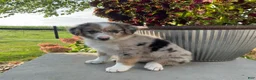 Mixed Breed dogs for sale: Annie - Ad 4