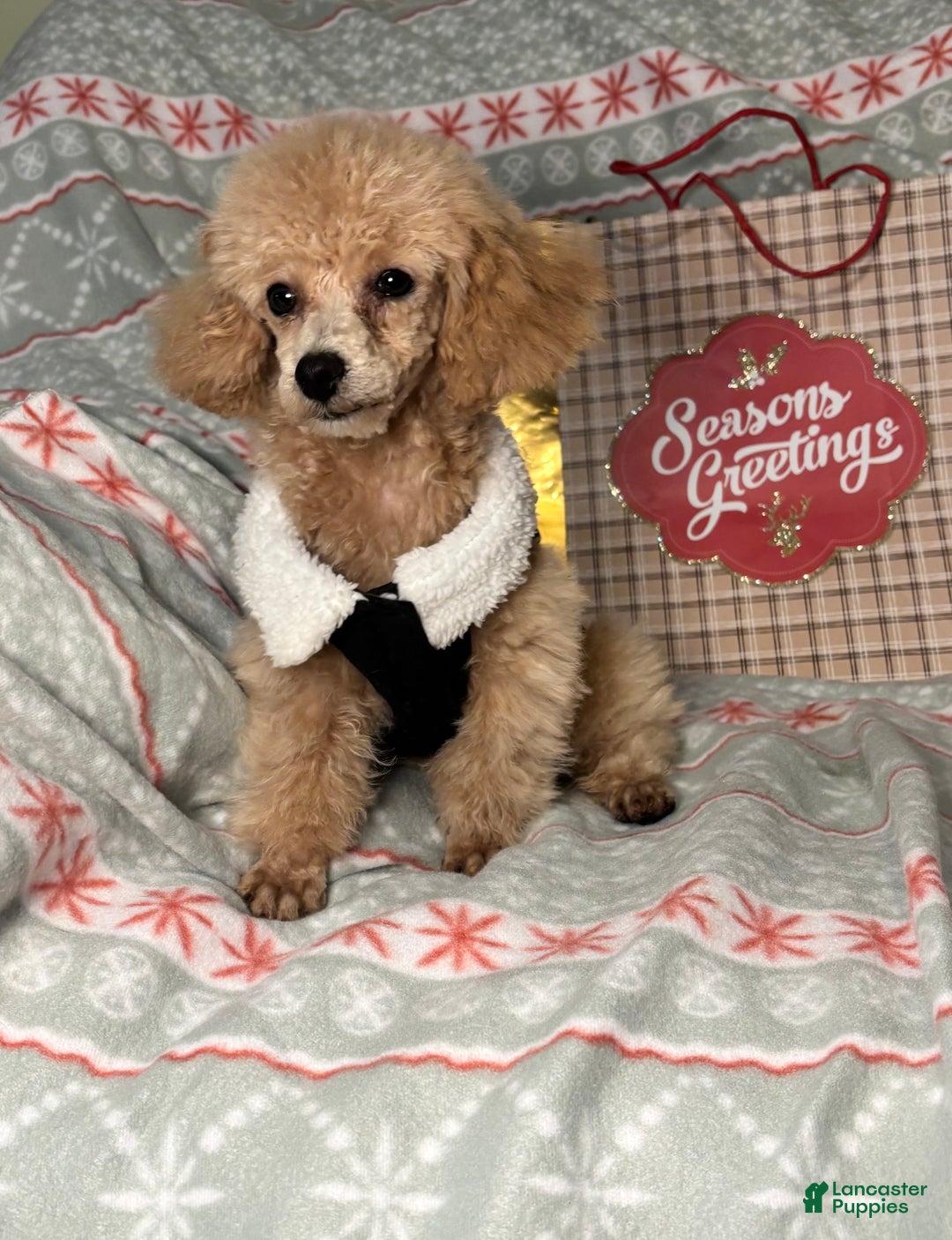 Toy Poodle dogs for sale: Yo-Yo - Ad 3