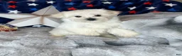 Maltese dogs for sale: Teddy - Ad 2