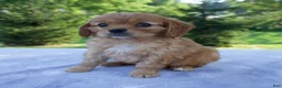 Mixed Breed dogs for sale: Royal - Ad 7