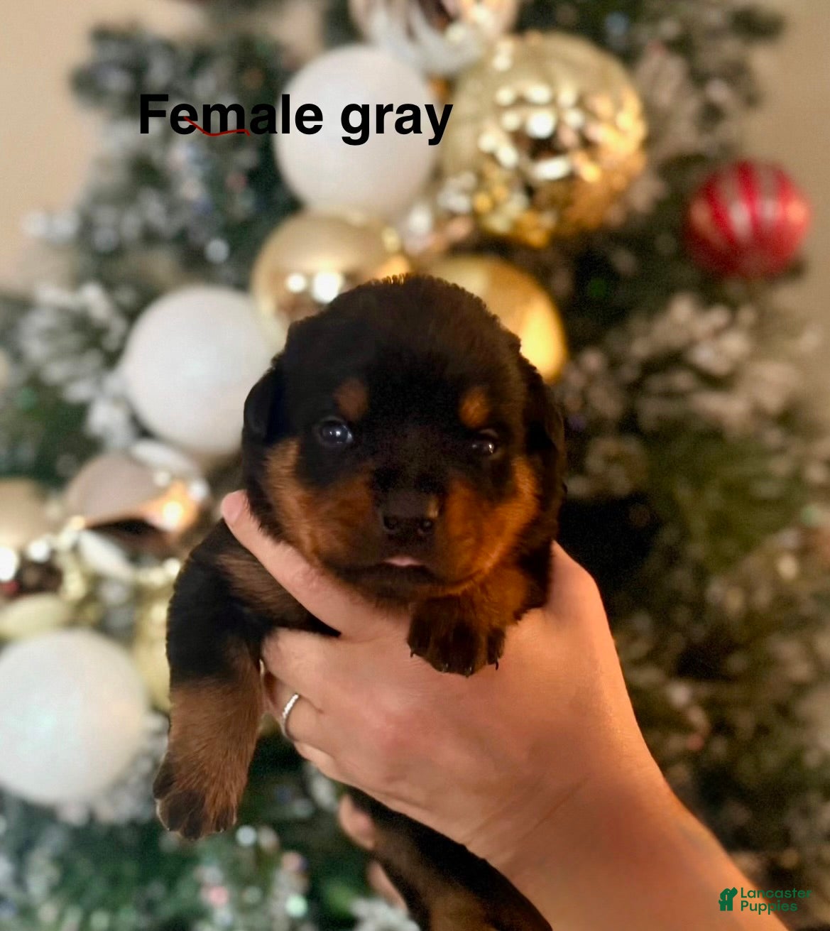 Rottweiler dogs Rottweiler Puppy 9 - Ad 29