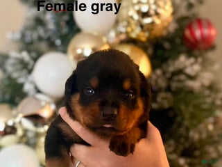 Rottweiler dogs Rottweiler Puppy 9 - Ad 40