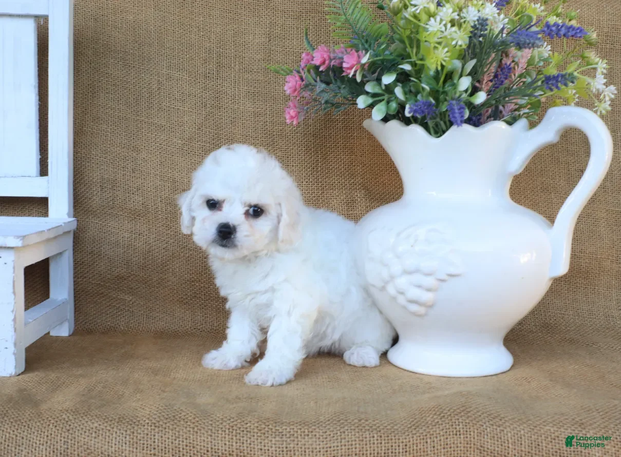 Bichon Frise dogs Ava - Ad 2