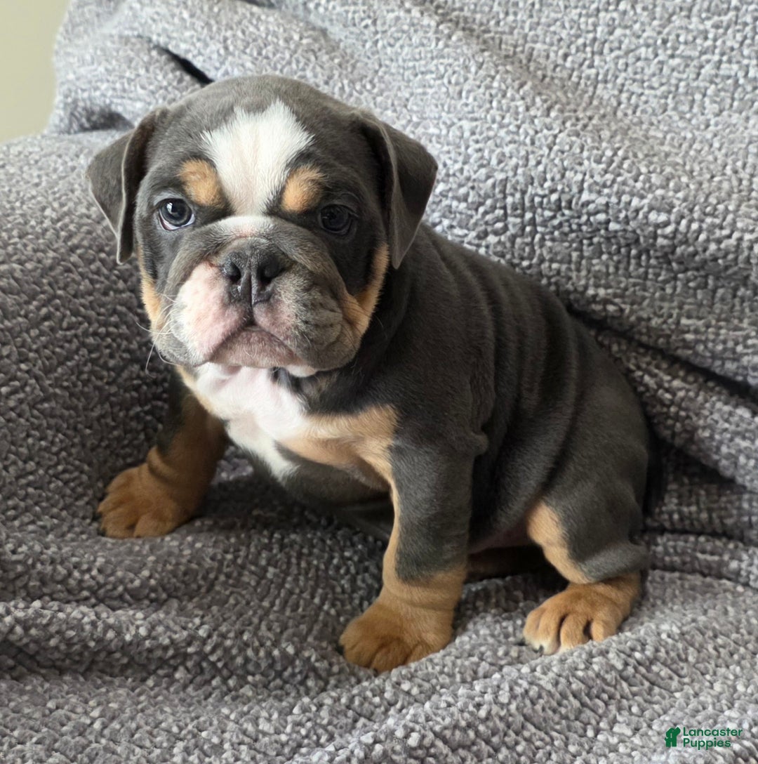 English Bulldog dogs for sale: AKC Haley - Ad 2