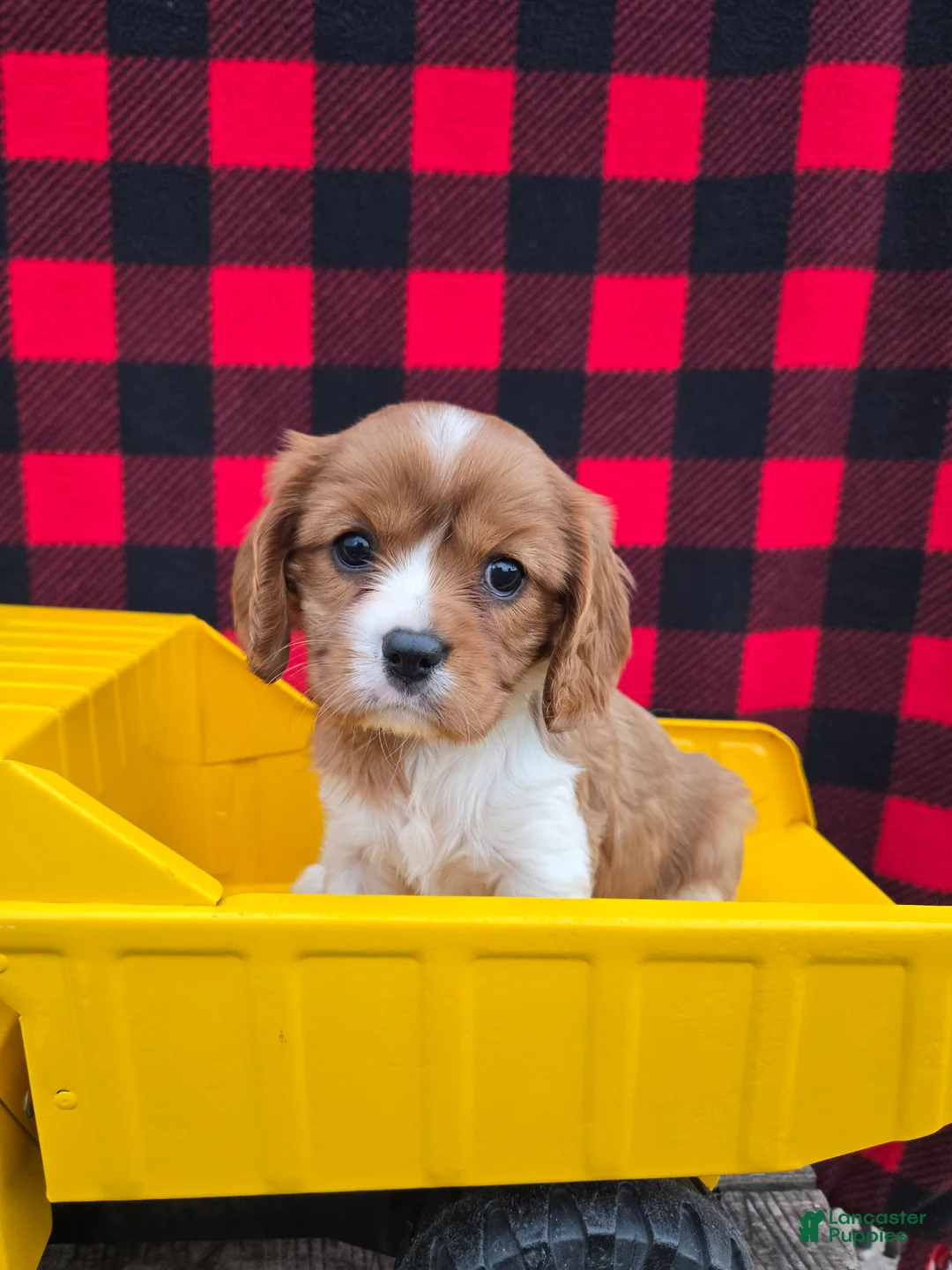 Cavalier King Charles Spaniel dogs for sale: Dottie - Ad 1