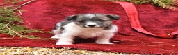 Mixed Breed dogs for sale: Patch  - Ad 2