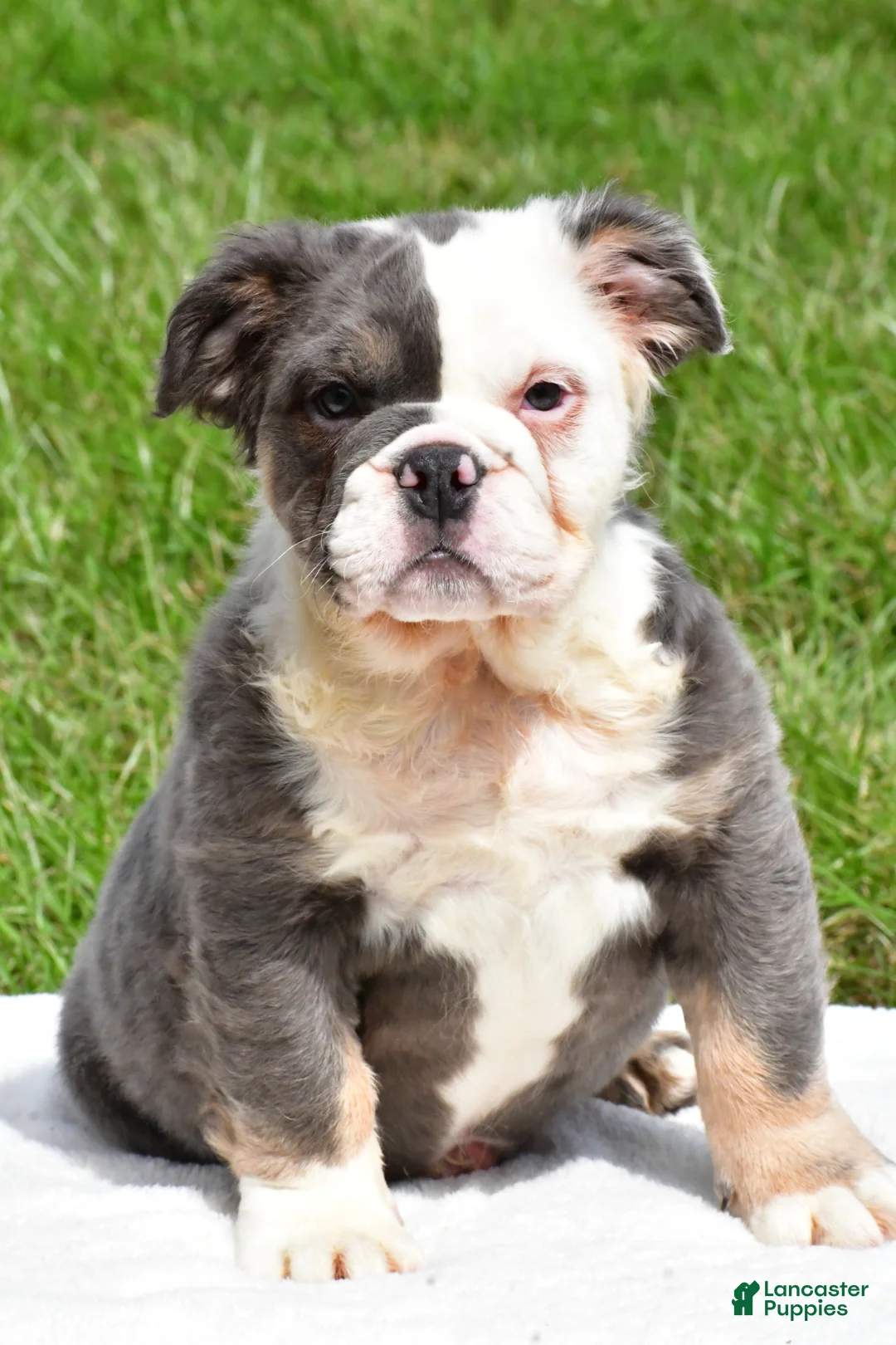 English Bulldog dogs for sale: Fiona - Ad 2