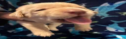 Labrador Retriever dogs for sale: Dave (grey)  - Ad 5