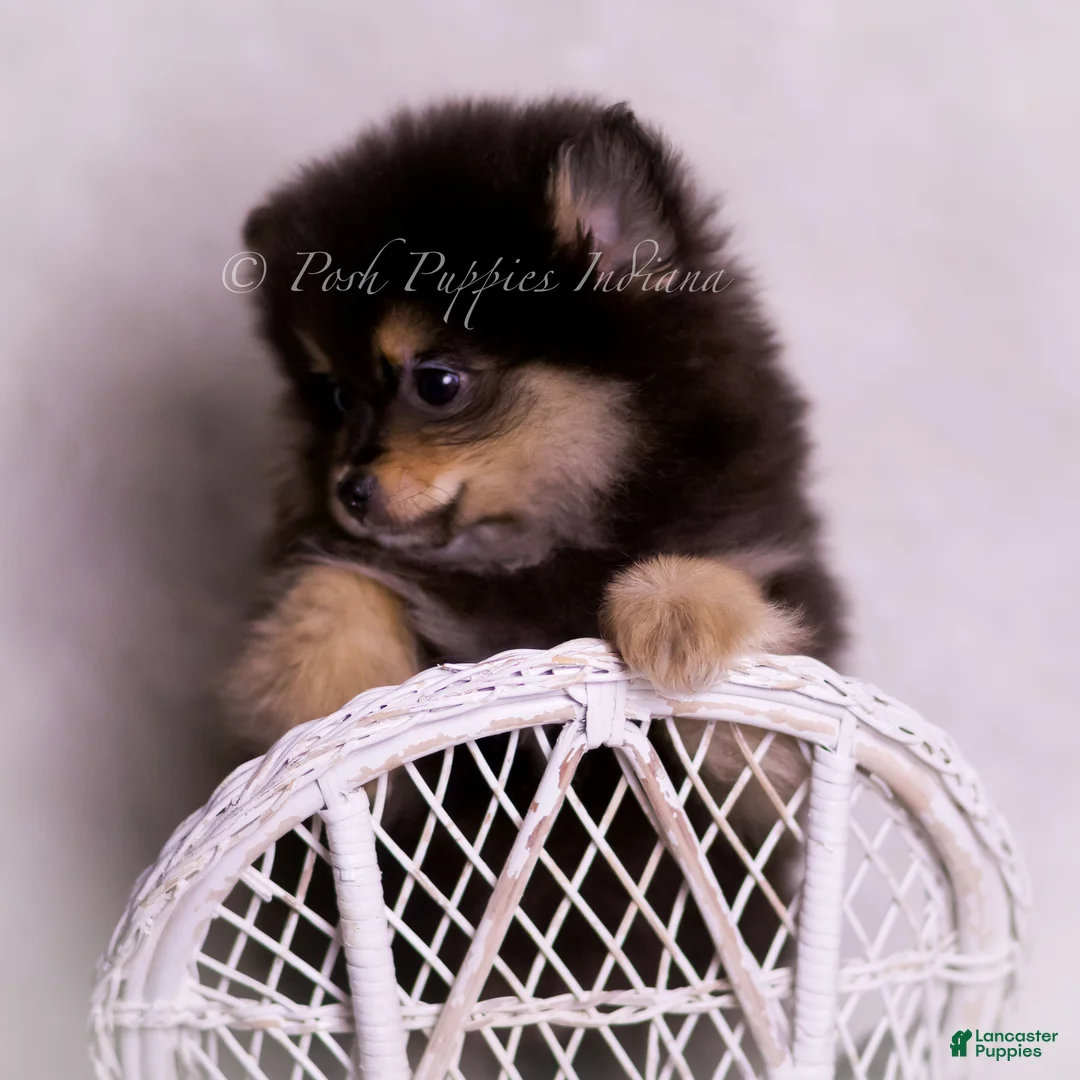 Pomeranian dogs for sale: Vizio - Ad 3