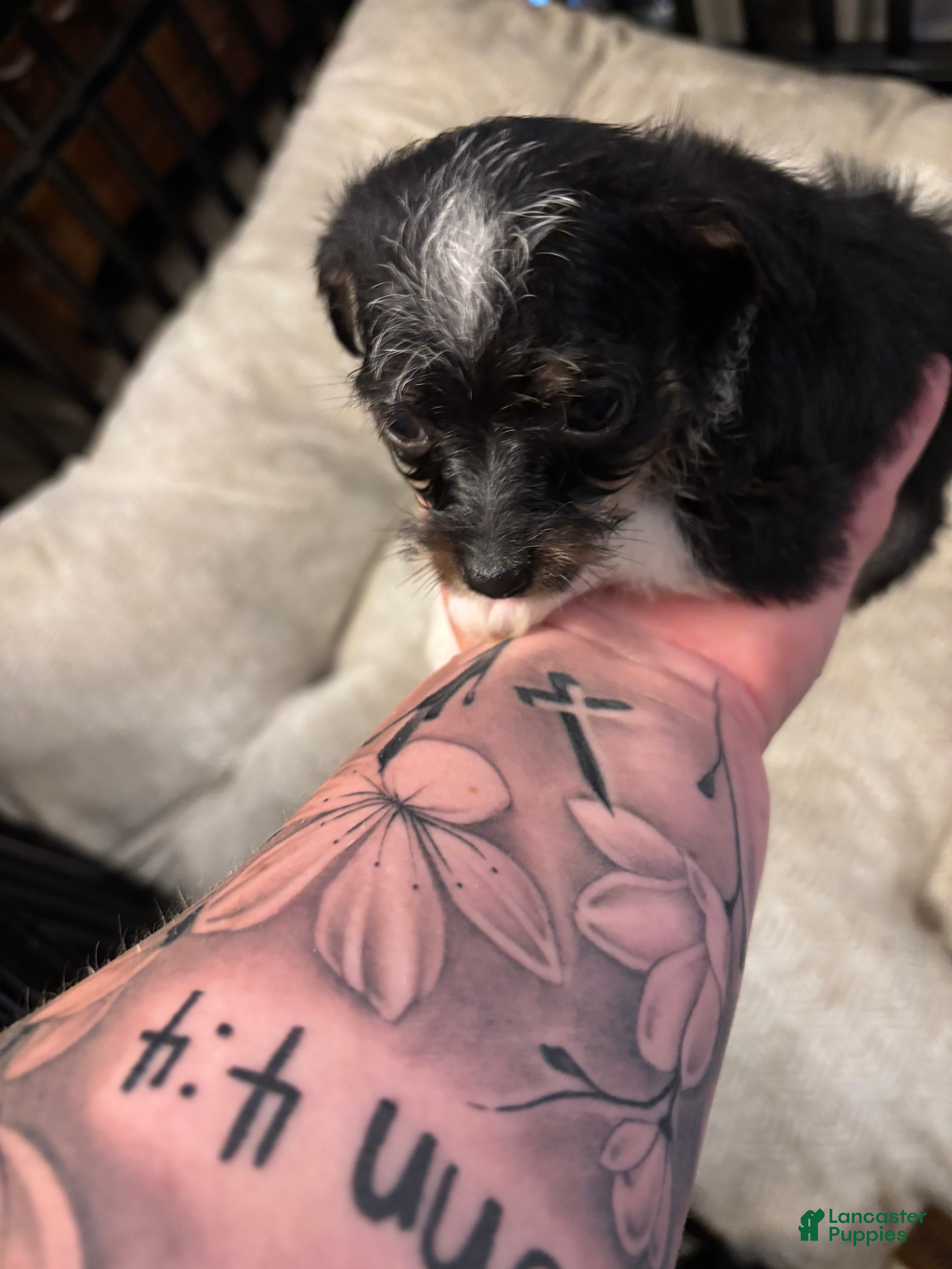 Chorkie dogs Chorkie Puppy 1 - Ad 1