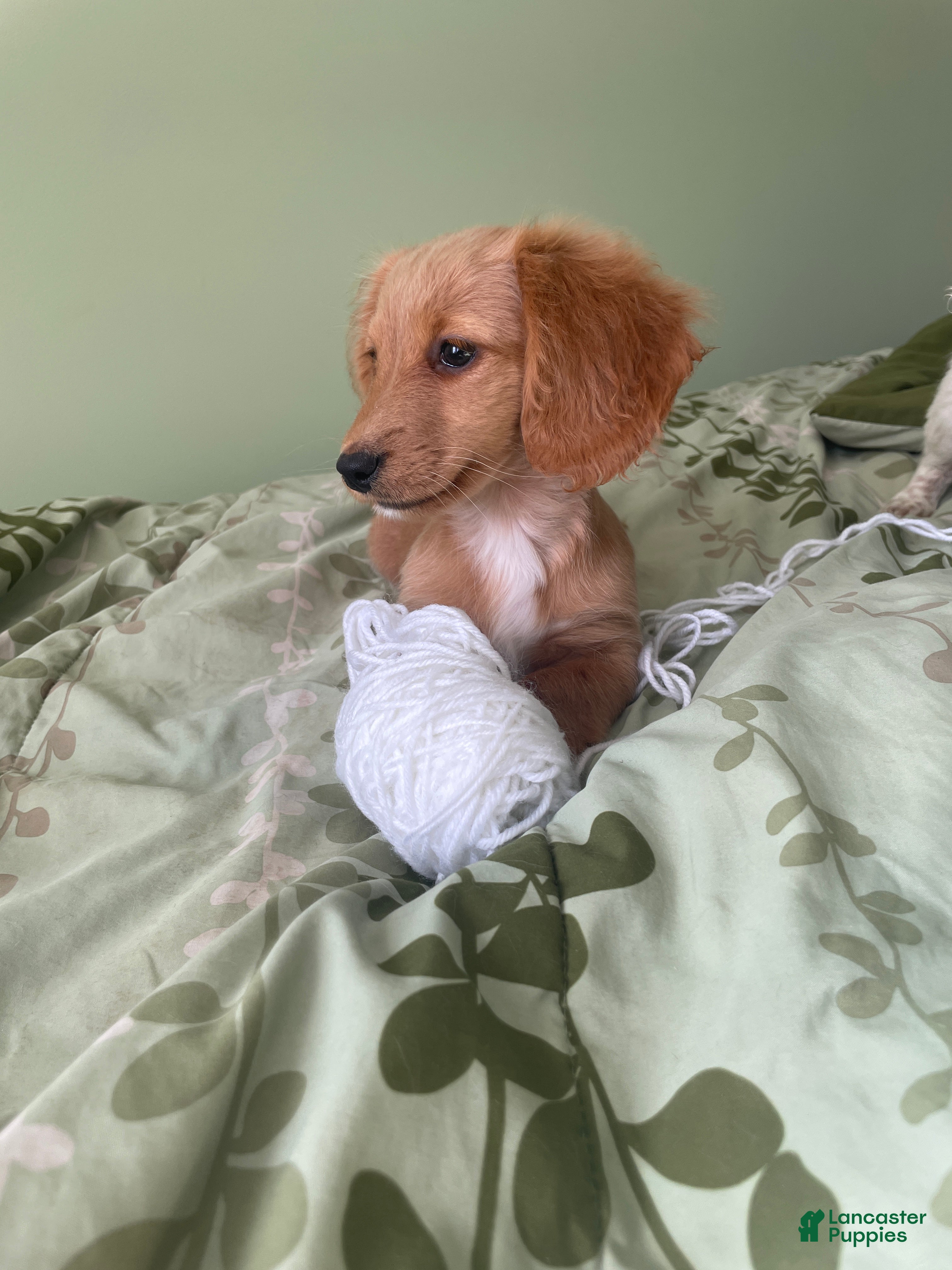 Miniature Dachshund dogs Debbie  - Ad 2