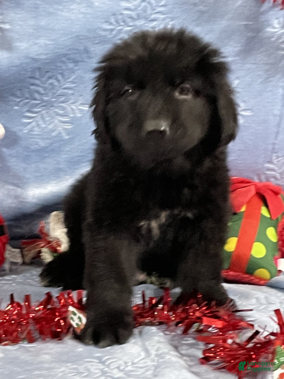 Newfoundland dogs for sale: Newfoundland Puppy 1 - Ad 3