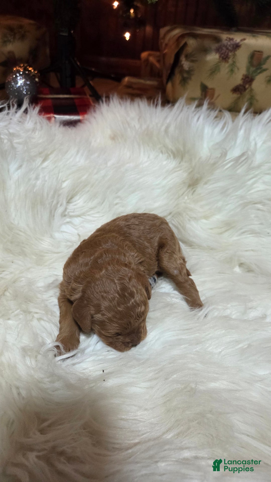 Cavapoo dogs for sale: Hadley  - Ad 5