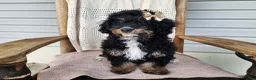 Mini Bernedoodle dogs for sale: Karly - Ad 12