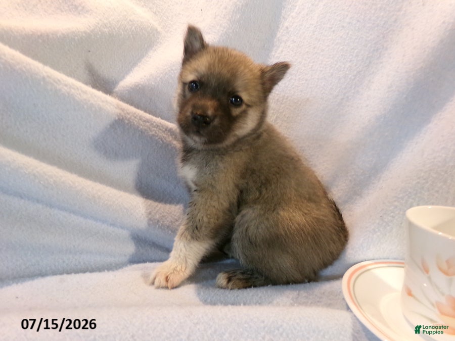 Pomsky dogs Mocha - Ad 2