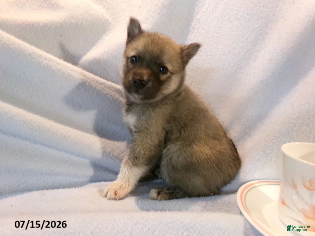 Pomsky dogs for sale: Mocha - Ad 2