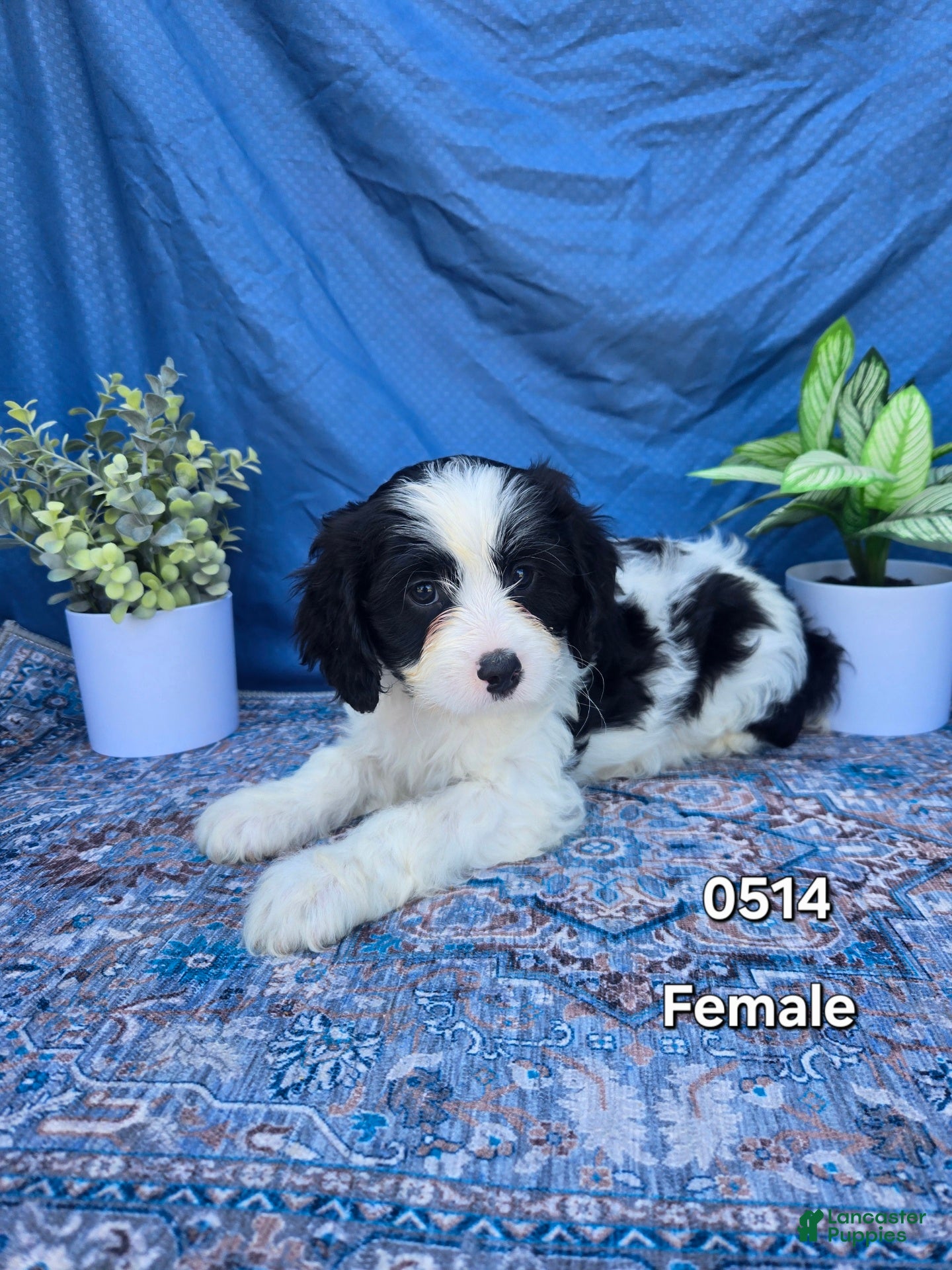 Cavapoo dogs Cavapoo Puppy 2 - Ad 1