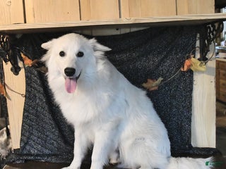 American Eskimo dogs Parker - Ad 13