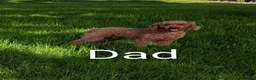 Mini Goldendoodle dogs for sale: Mini -Katy - Ad 13