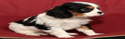 Cavalier King Charles Spaniel dogs for sale: Benji - Ad 6