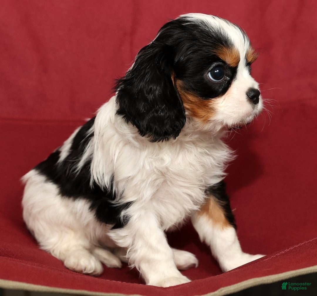 Cavalier King Charles Spaniel dogs for sale: Benji - Ad 6