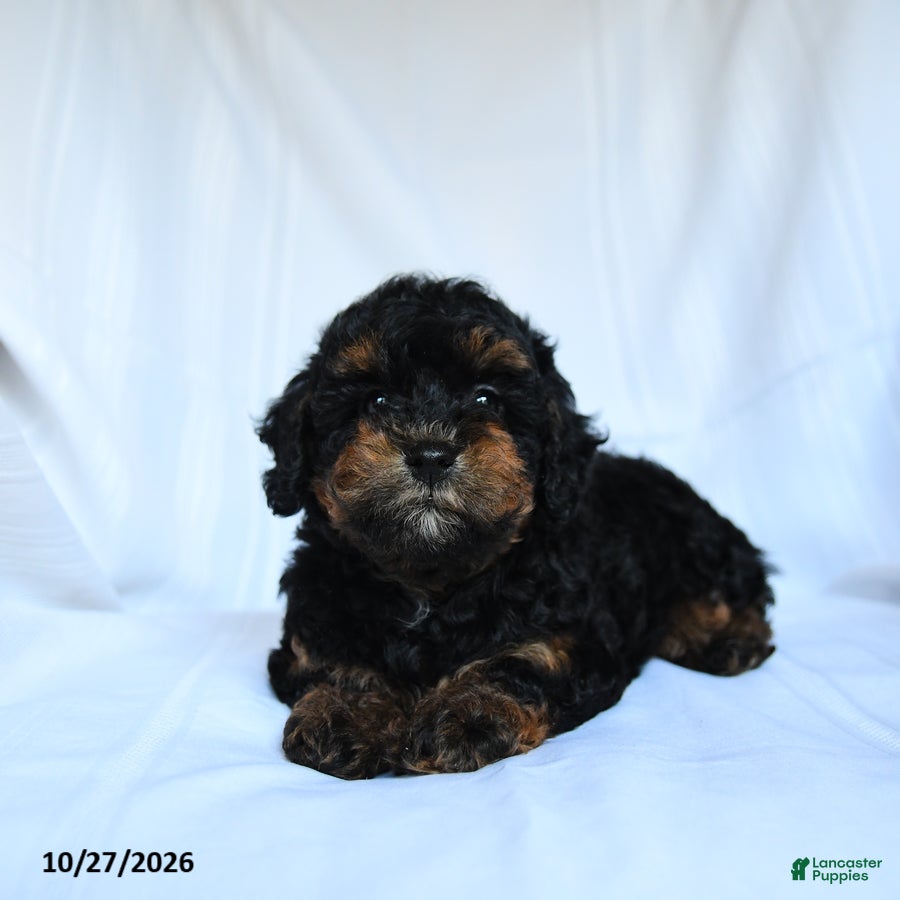 Toy Poodle dogs for sale: Zanna - Ad 1