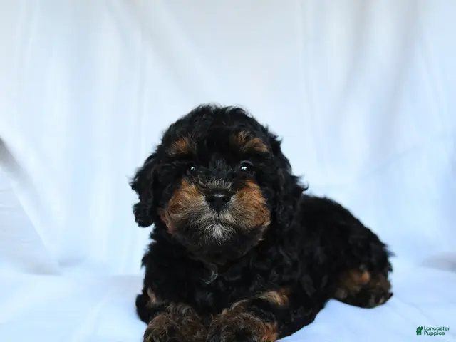Toy Poodle dogs for sale: Zanna - Ad 1