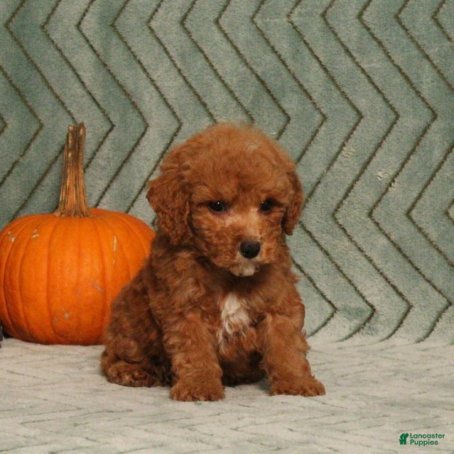 Miniature Poodle dogs Garfield - Ad 2