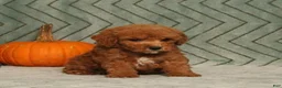 Miniature Poodle dogs for sale: Garfield - Ad 2