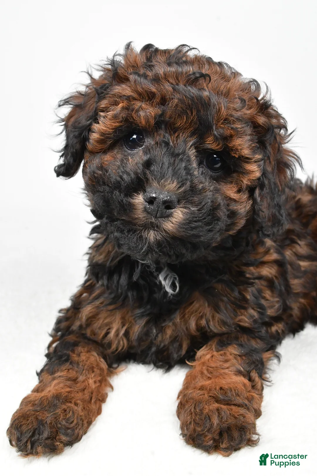 Cockapoo dogs for sale: Anna - Ad 5