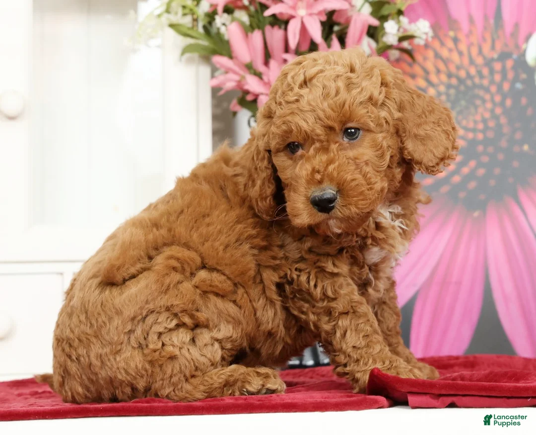 Mini Goldendoodle dogs for sale: Miles - Ad 2