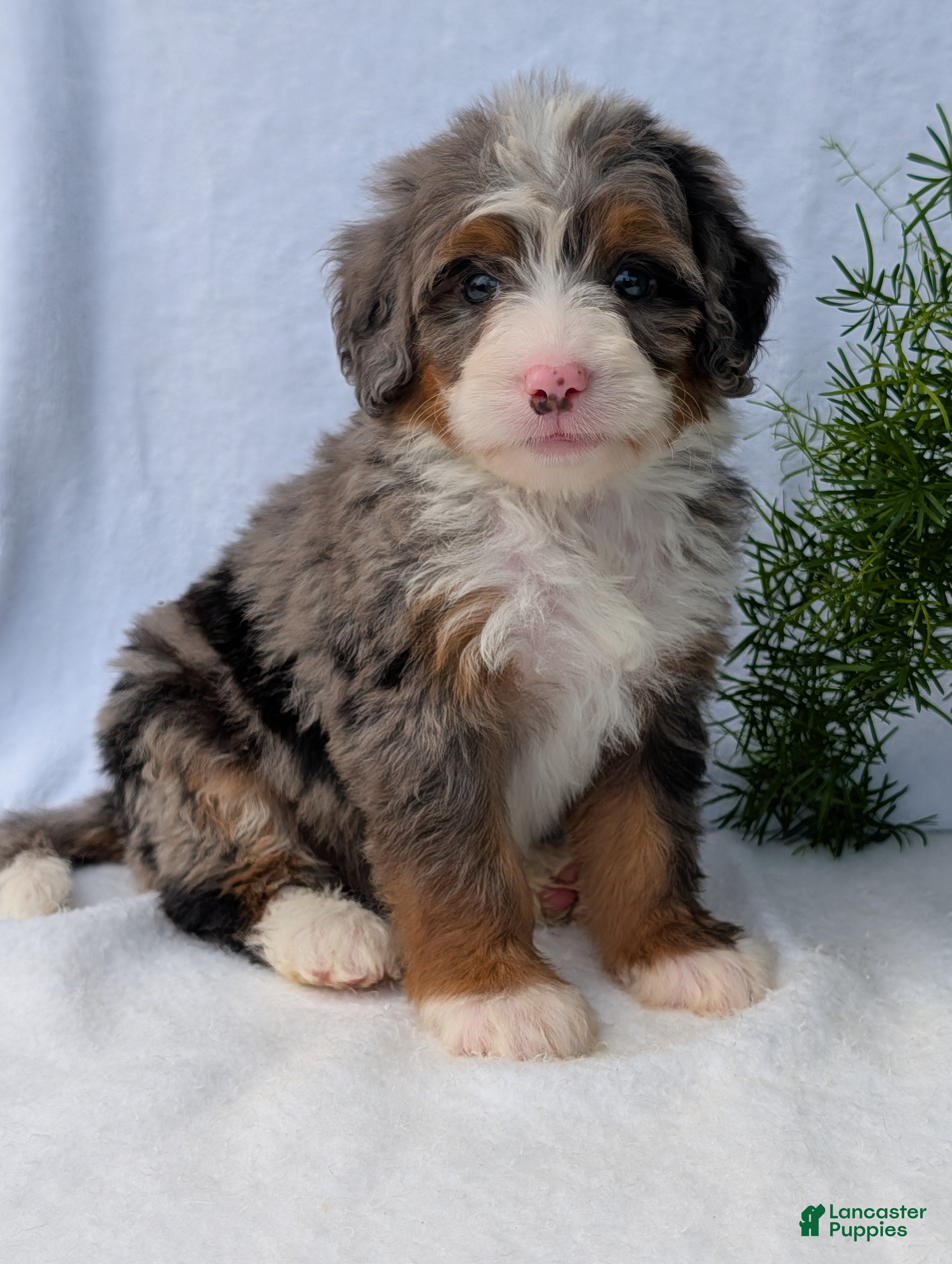 Mini Bernedoodle dogs Mini Daisy  - Ad 2