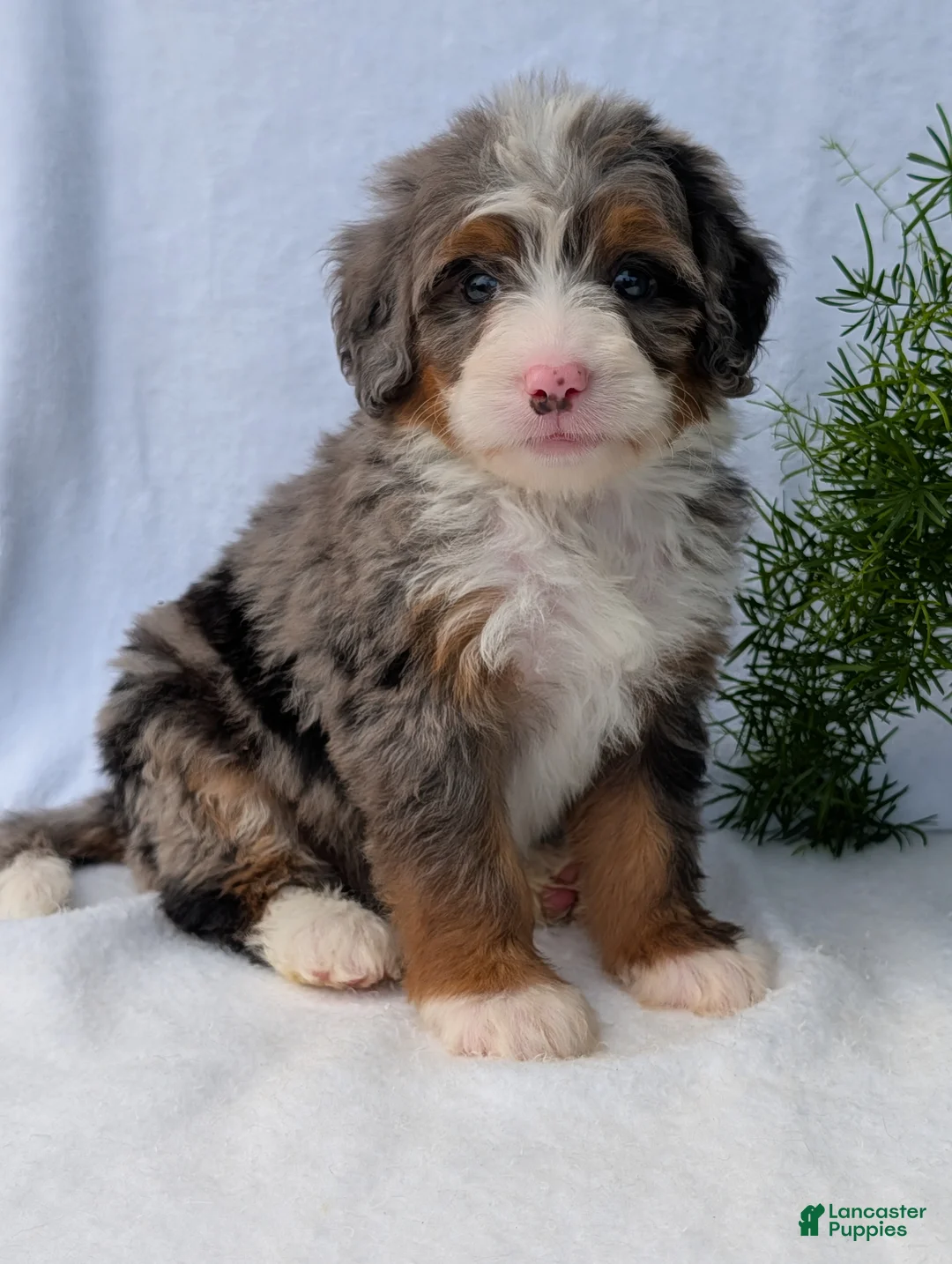 Mini Bernedoodle dogs for sale: Mini Daisy  - Ad 2