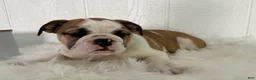 English Bulldog dogs for sale: Vanessa - Ad 6