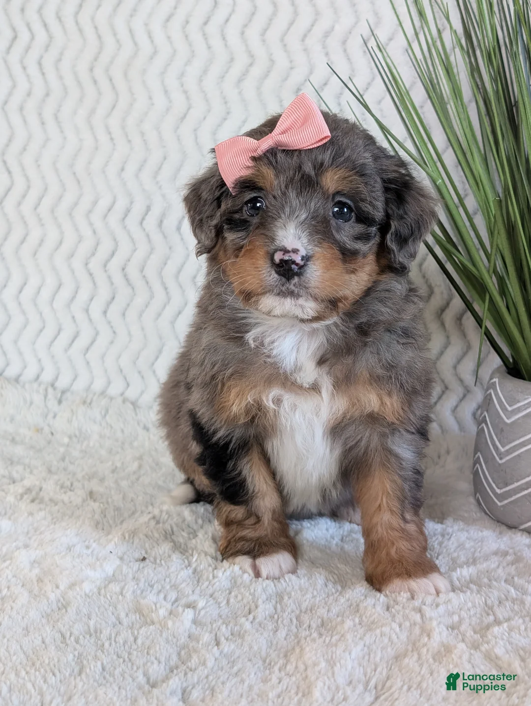 Mini Bernedoodle dogs for sale: Mini Skye  - Ad 15