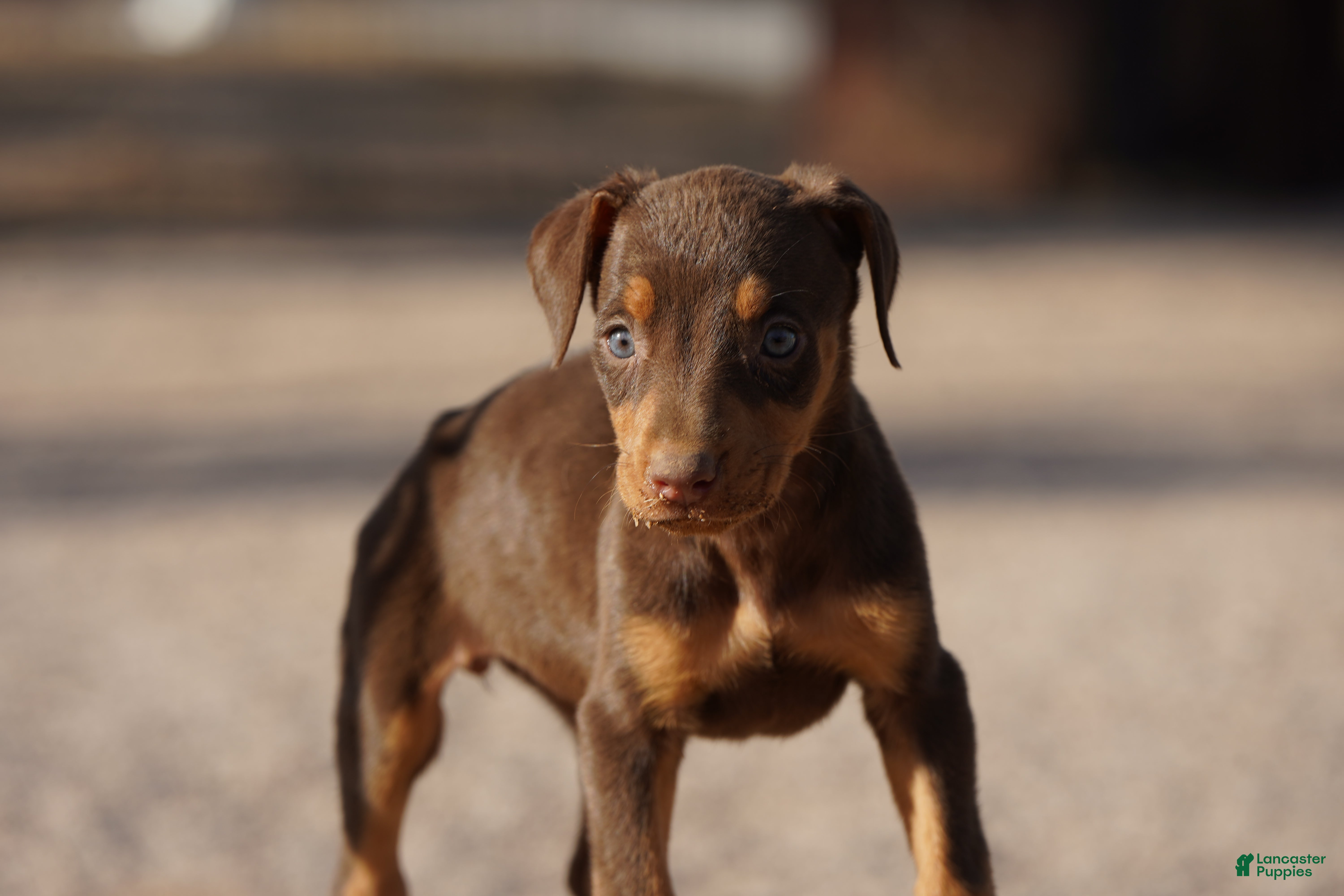 Doberman Pinscher dogs Sara F 1 - Ad 4
