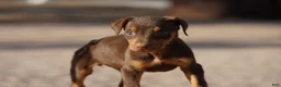 Doberman Pinscher dogs for sale: Sara F 1 - Ad 1