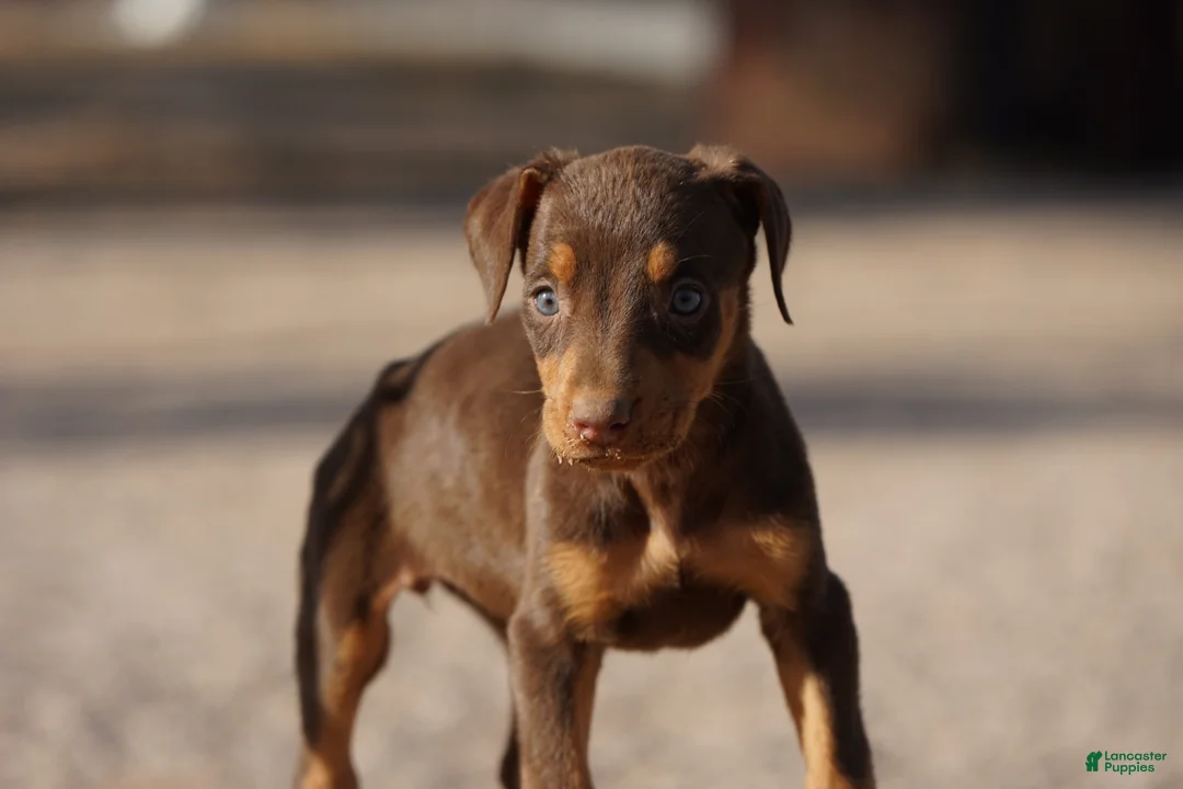 Doberman Pinscher dogs for sale: Sara F 1 - Ad 1