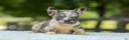 French Bulldog dogs for sale: Lisa - Ad 10