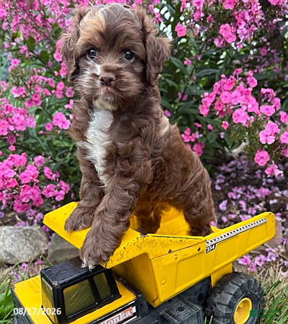 Cockapoo dogs Duke - Ad 1