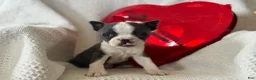 Boston Terrier dogs for sale: Robbie - Ad 4