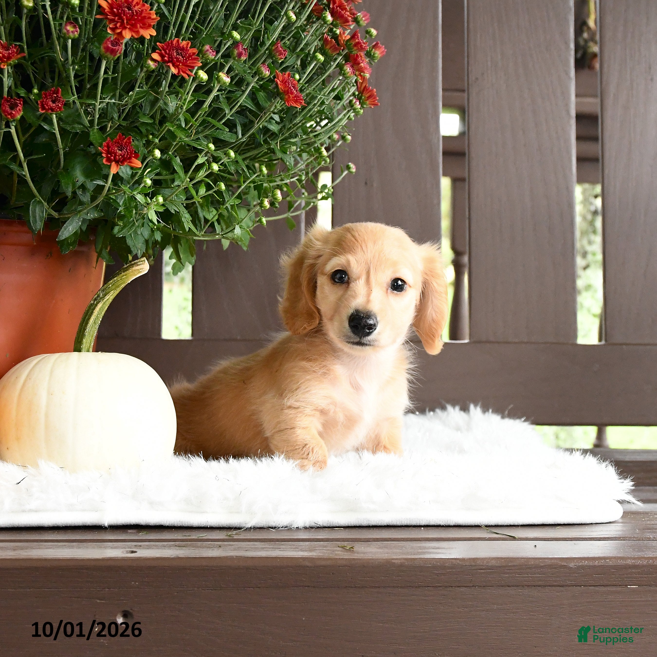Miniature Dachshund dogs Ardy - Ad 2